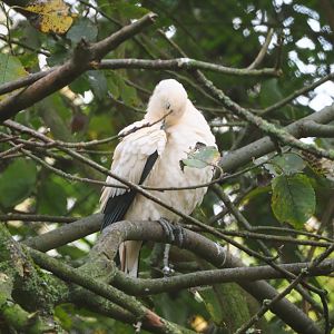 Pied imperial pigeon (Ducula bicolor), 2021-11-06