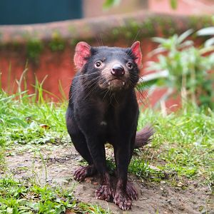 Tasmanian devil (Sarcophilus harrisii), 2021-11-06