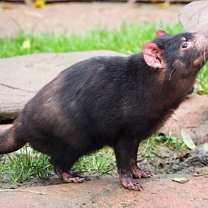 Tasmanian devil (Sarcophilus harrisii), 2021-11-06