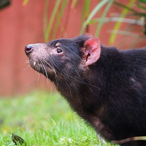 Tasmanian devil (Sarcophilus harrisii), 2021-11-06