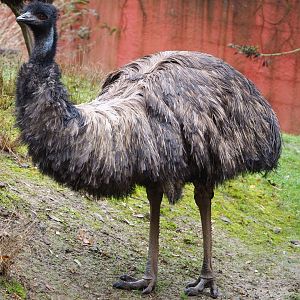 Emu (Dromaius novaehollandiae), 2021-11-06