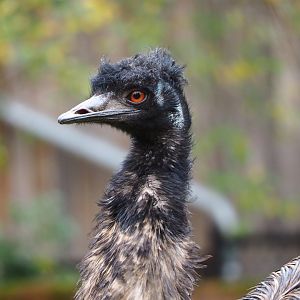 Emu (Dromaius novaehollandiae), 2021-11-06