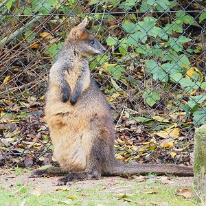 Swamp wallaby (Wallabia bicolor), 2021-11-06