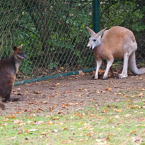 Swamp wallaby (Wallabia bicolor) and Red kangaroo (Osphranter rufus), 2021-11-06