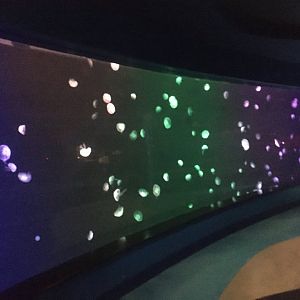 Moon jellyfish tank
