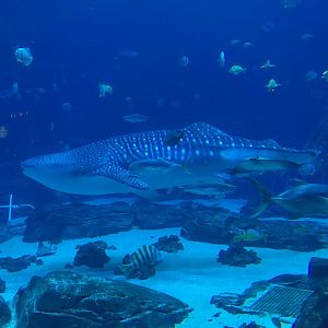 Whale shark