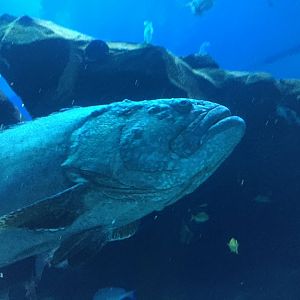 Giant grouper