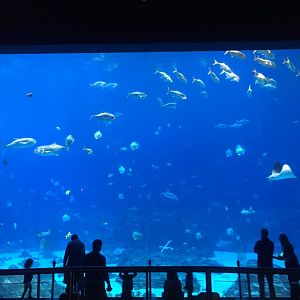 Ocean Voyager 60ft window