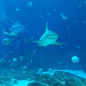 Sandbar shark