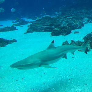 Blacktip reef sharp