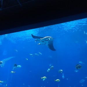 Manta ray