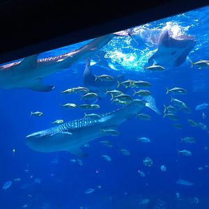 Manta rays and whale sharks