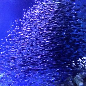 False pilchard school