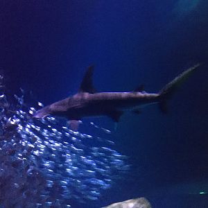 Hammerhead shark