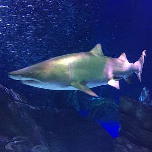 Sand tiger shark