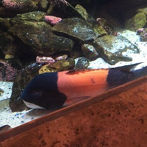 California sheephead