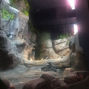 Puffin and murre exhibit