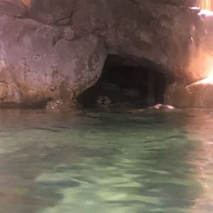 Southern sea otter