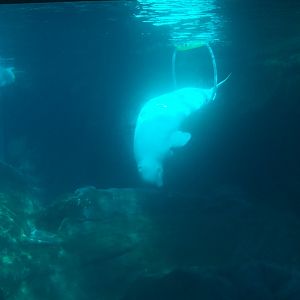 Beluga swimming through loop