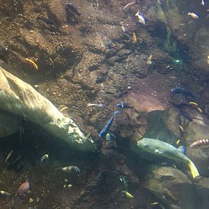 Cichlids and giant puffer