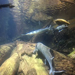Sturgeon and longnose gar
