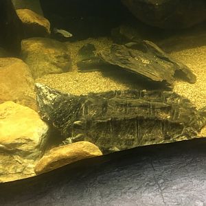 Alligator snapping turtle