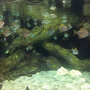 Archerfish, moony, and scat tank