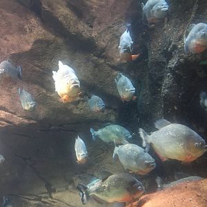 Black-spotted and red-bellied piranhas