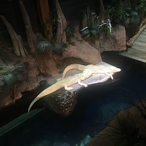 Albino American alligators