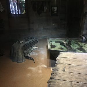 3-4-year-old American alligators
