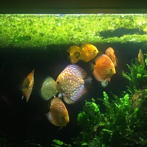 Discus