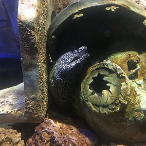 Moray eel