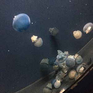 Blue blubber jellyfish
