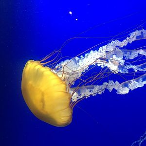 Pacific sea nettle