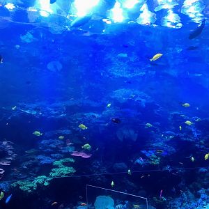 Tropical diver main tank