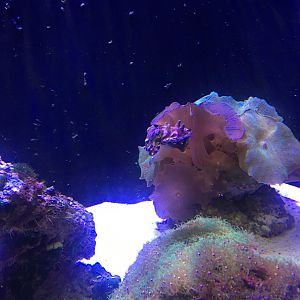 Flamboyant cuttlefish