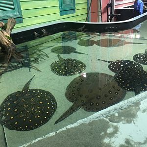 Freshwater stingray touch tank