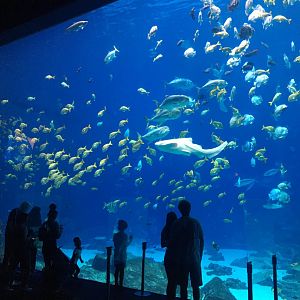 Ocean voyager with zebra shark