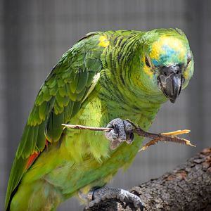 Blue-fronted Amazon with stick