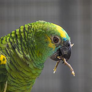 Blue-fronted Amazon chewing stick