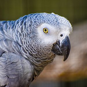 African Grey Parrot