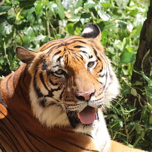 Malayan Tiger - Tiger Trek