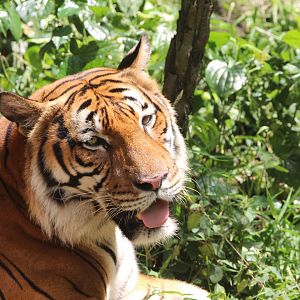 Malayan Tiger - Tiger Trek