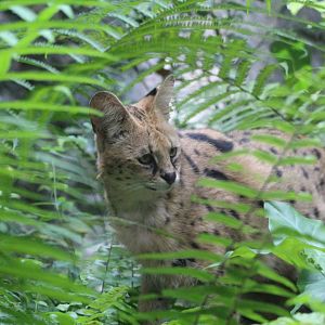 Serval - Great Rift Valley of Ethiopia