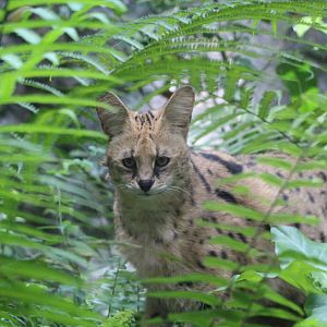 Serval - Great Rift Valley of Ethiopia