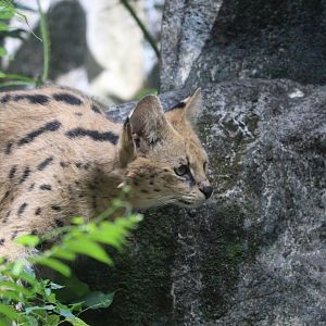 Serval - Great Rift Valley of Ethiopia