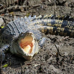Saltwater Crocodile - Sungei Buloh Wetland Reserve
