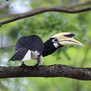 Oriental Pied hornbill - Pasir Ris