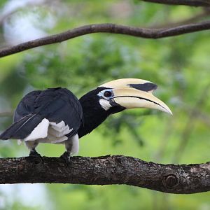 Oriental Pied hornbill - Pasir Ris