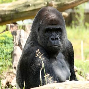 Lowland Gorilla - Pesco (2014)